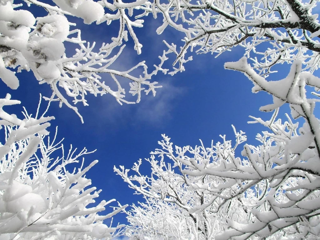 Winter Snow Trees Wallpapers (