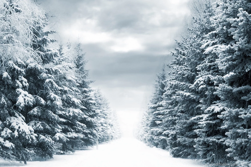 Wallpapers Winter, Snow, Forest, Spruce Desktop Wallpapers » Nature ...