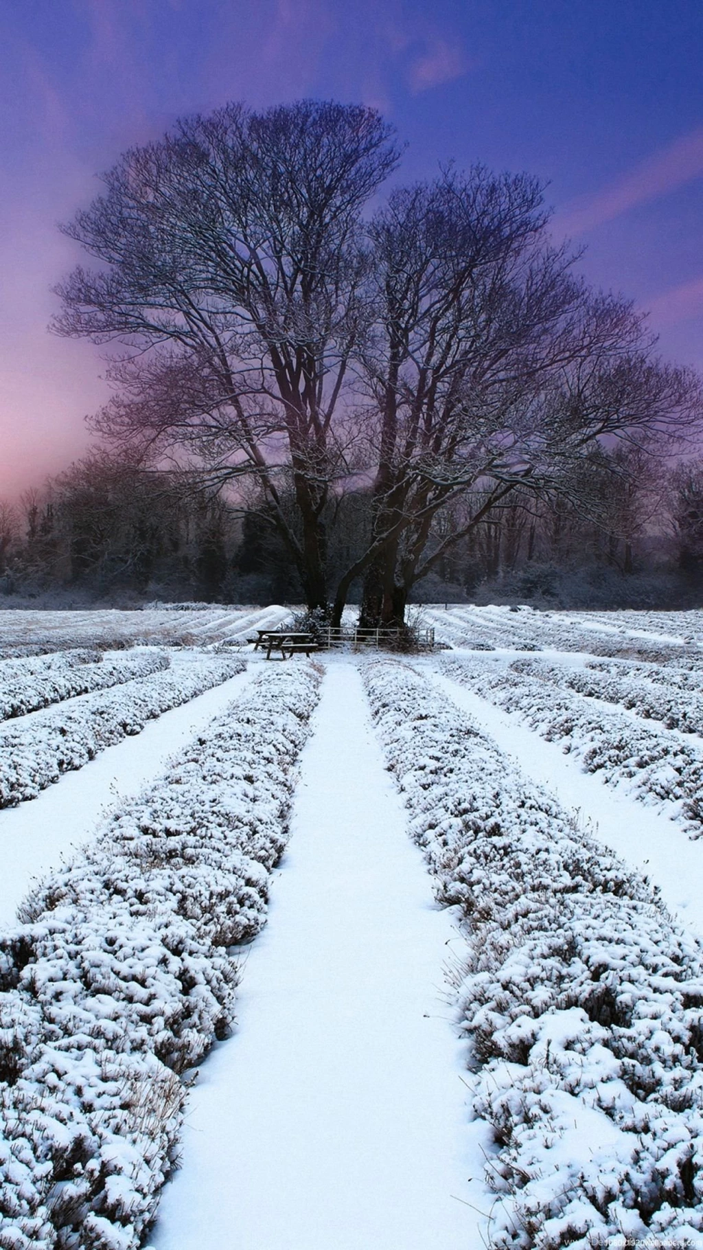 1080x1920 Tree Winter Field Evening Snow Wallpapers HD