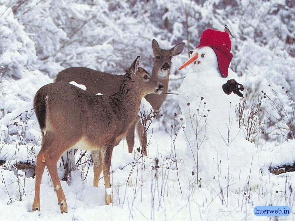 19969 winter snow christmas wallpapers collection great white snow christmas wallpaper images.jpg