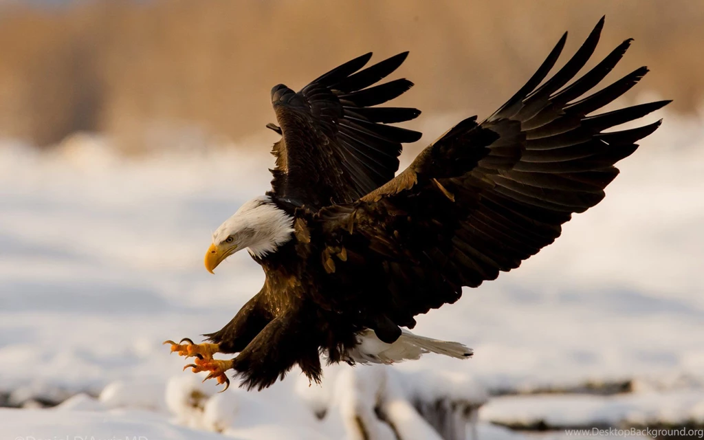 Eagle Bird Wallpapers Archives HDWallSource.com HDWallSource.com