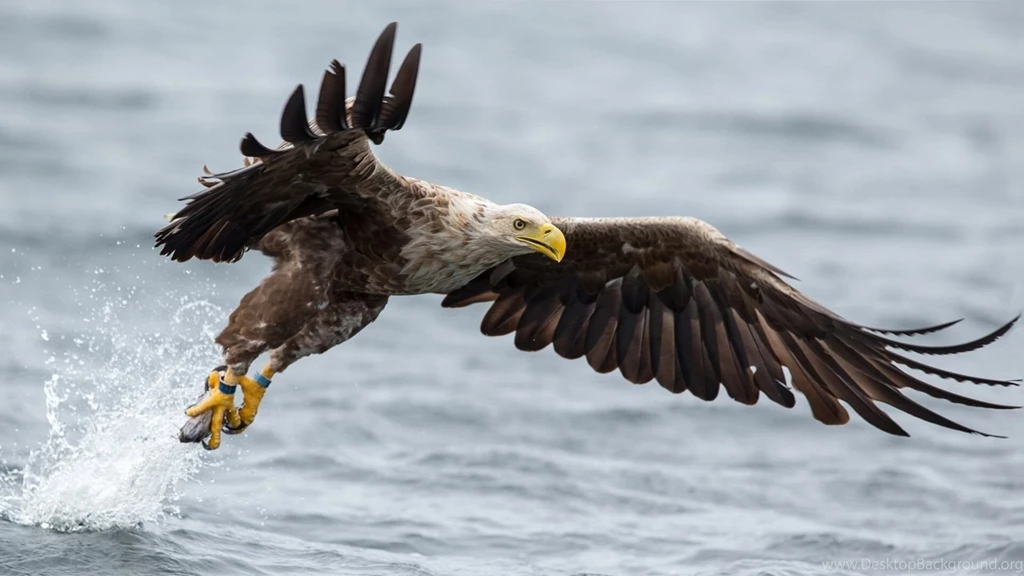 17 HD Eagle Bird Wallpapers HDWallSource.com