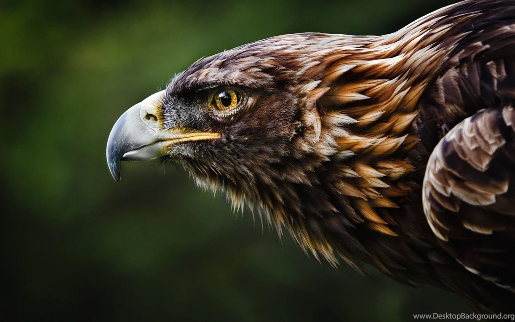 Daily Wallpaper: Golden Eagle