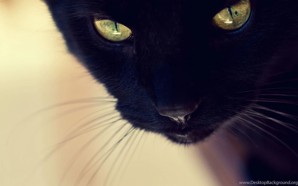 Black Cat Face Wallpapers