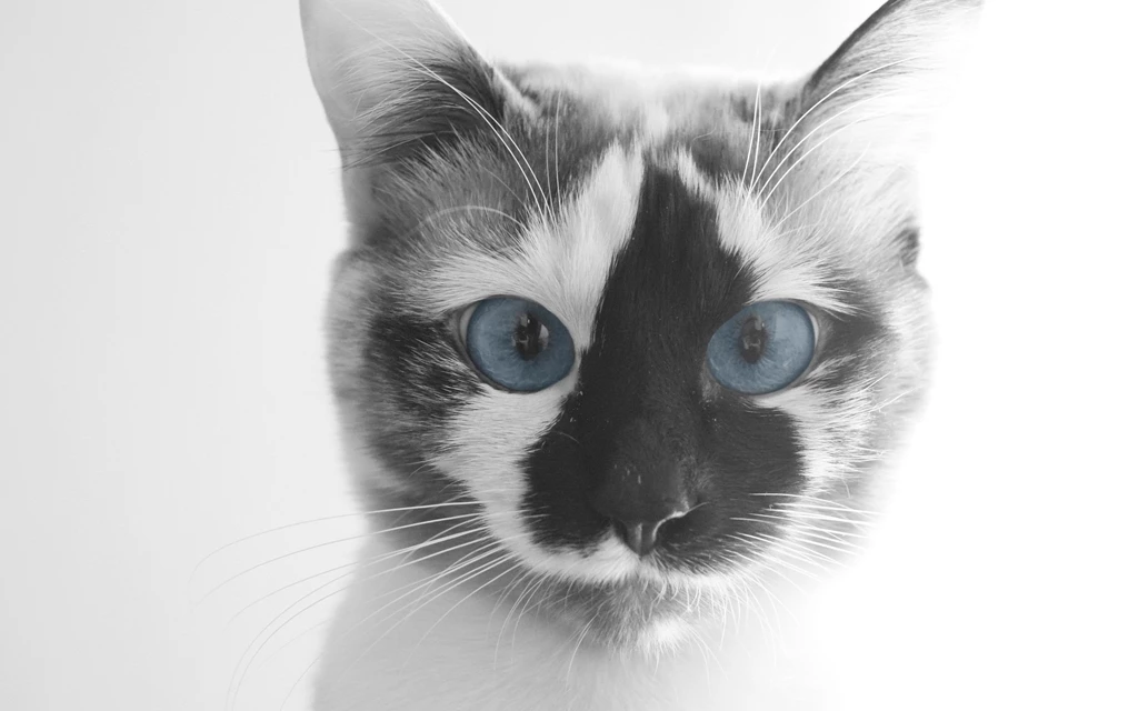 Cat Face HD Wallpapers