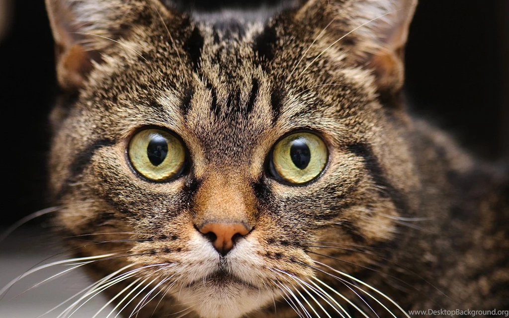 Download Wallpapers 2560x1600 Cat, Eyes, Face, Close up, Fear ...