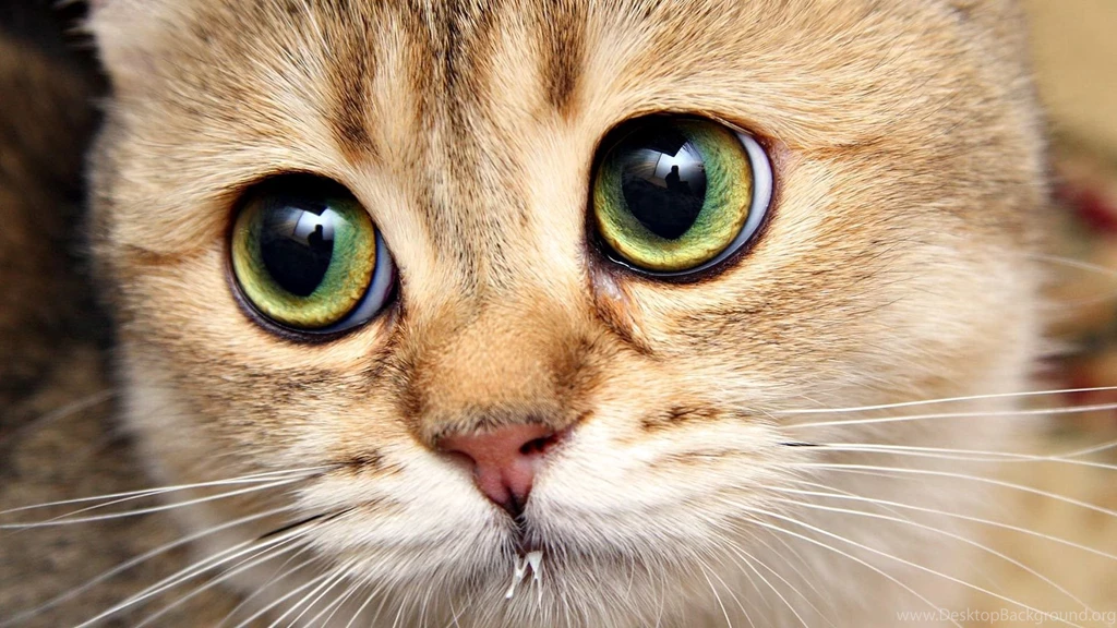 Download Wallpapers 1920x1080 Cat, Face, Close up, Eyes Full HD ...