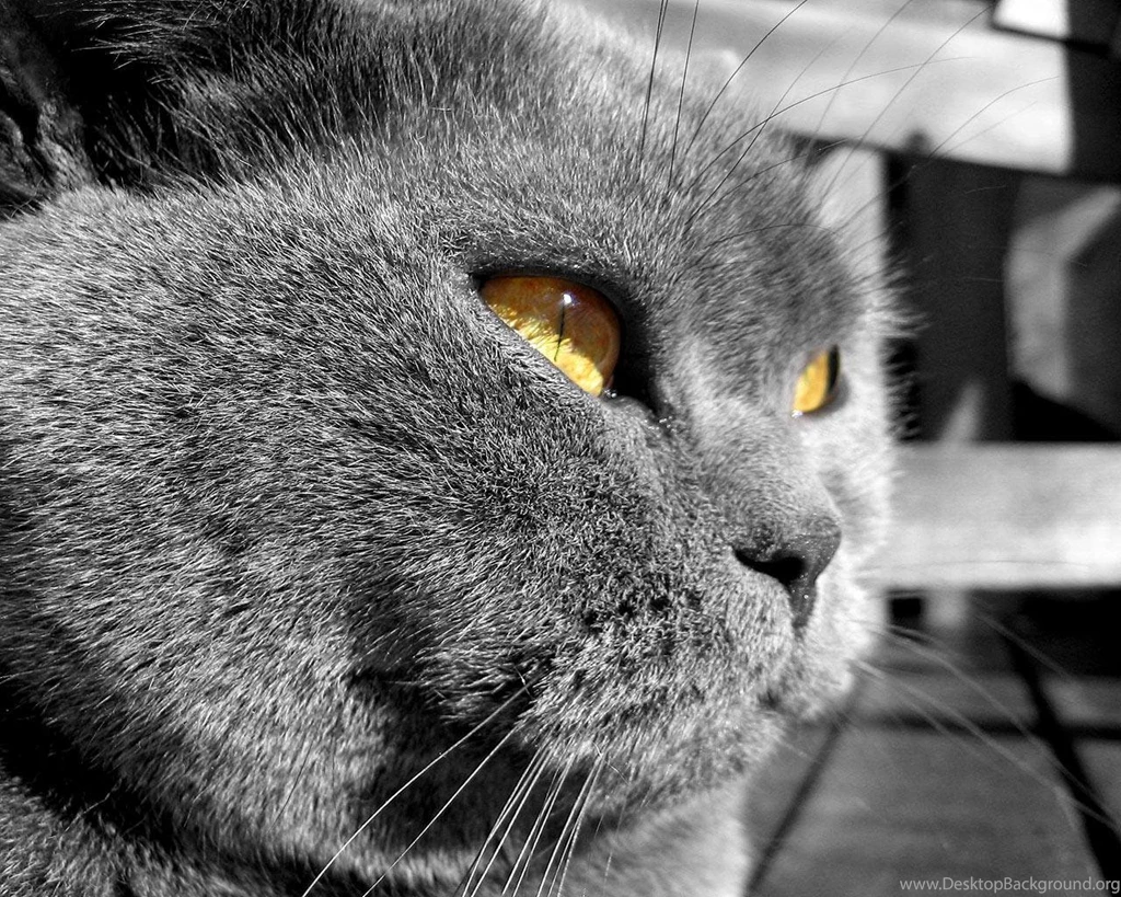 Free Wallpapers British Longhair Cat Face