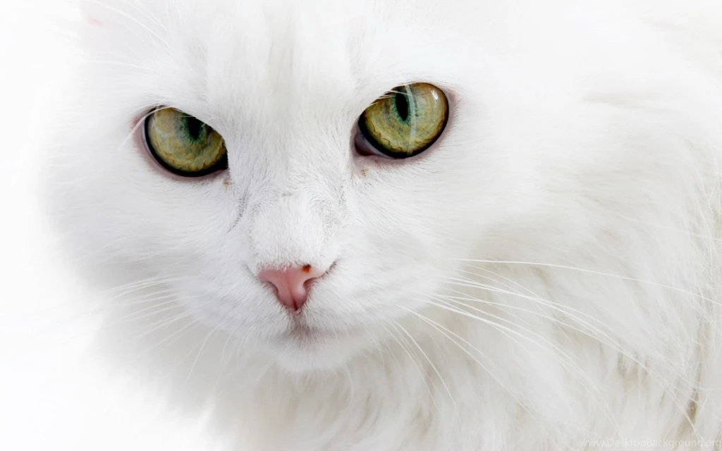 White Cat Face Wallpapers