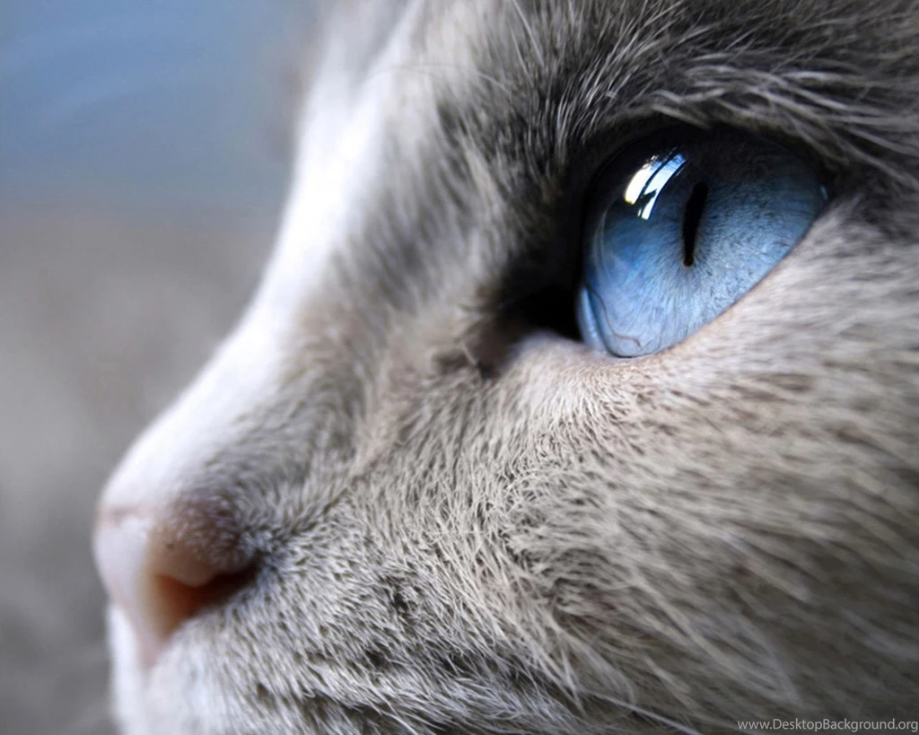 Wallpapers Cat, Face, Eye, Macro Desktop Wallpapers » Animals ...