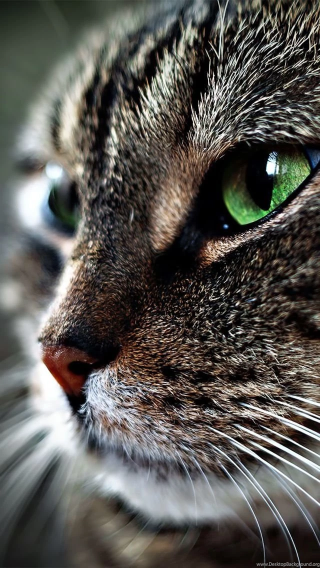 Cat Face iPhone 5 Wallpapers (640x1136)