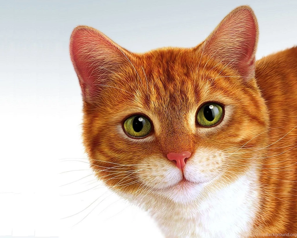 Download Apple Mac Cat Face Like Angel Soul Wallpapers 1280x1024 ...