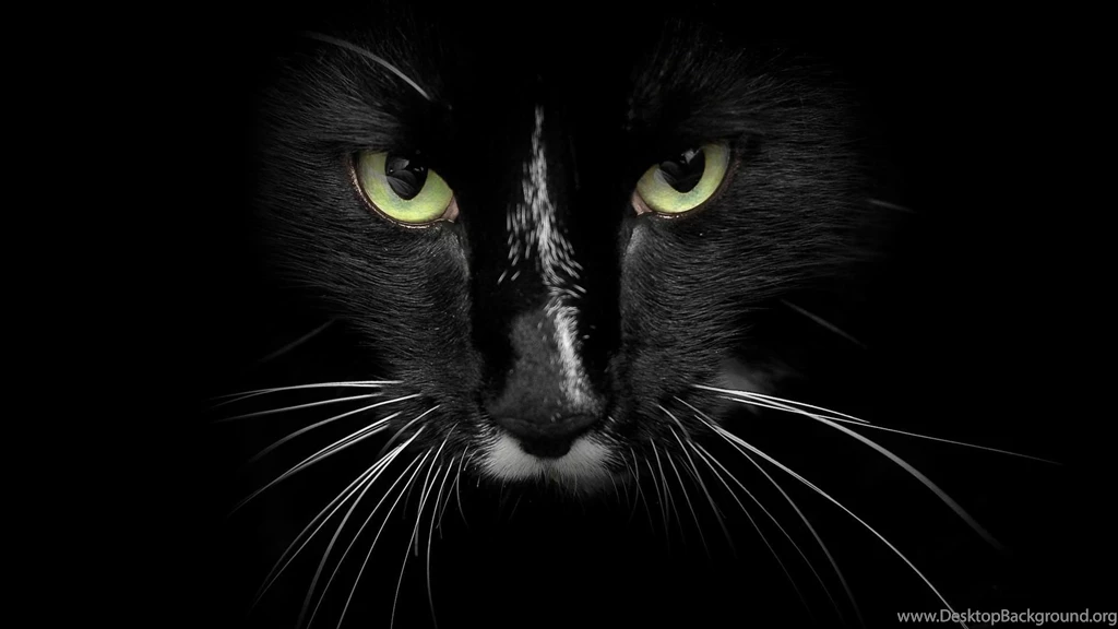 Black Cat Face >> HD Wallpaper, Get It Now!