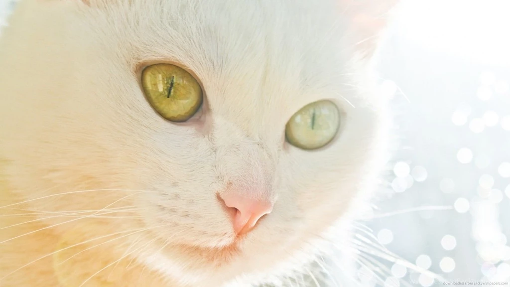 White Cat Face Wallpapers