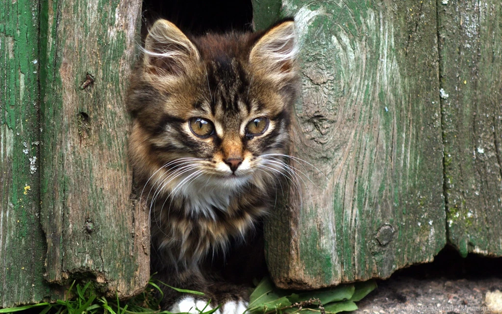 Little Cat Face HD Wallpapers Download Of Cute Small Cat