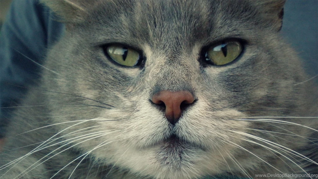 Cat Face Not Happy Serious Full Hd 1080p Wallpapers   1651578