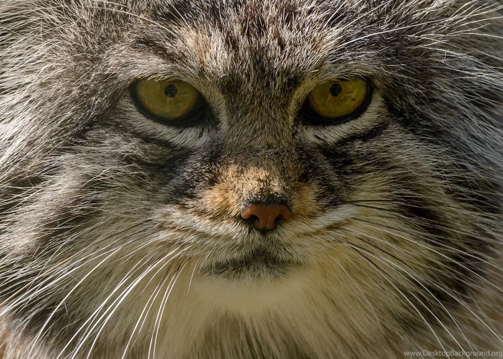 Manul Pallas Cat Wild Cat Predator Face Portrait Wallpapers ...