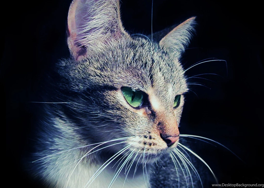 Cats cat face eyes ears hair close up hd wallpaper 25407 ...