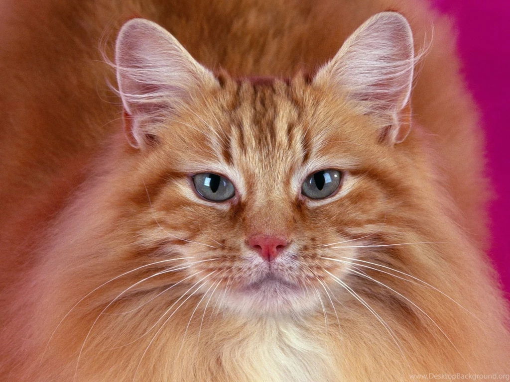 Free Wallpapers Portrait Cat Close Up Face