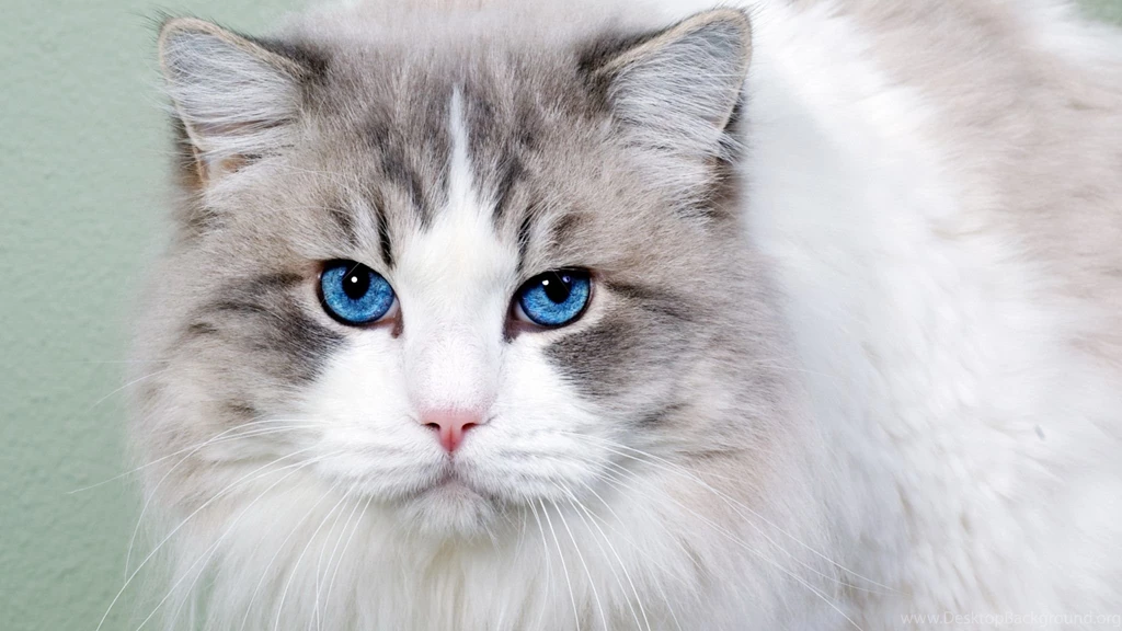 Download Wallpapers 2048x1152 Cat, Fluffy, Blue eyed, Face, Cute HD ...