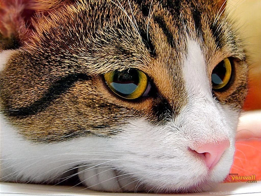 YouWall   Nice Cat Face Wallpapers   Wallpaper,wallpapers,free ...
