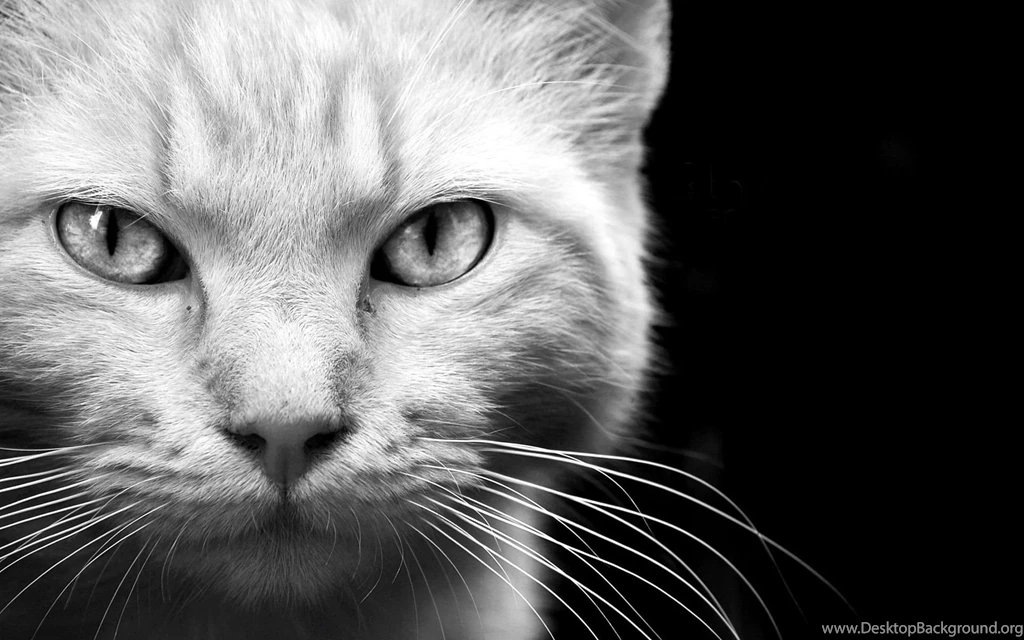 Animals Cats Felines Face Eyes Whiskers Fur Black White Monochrome ...