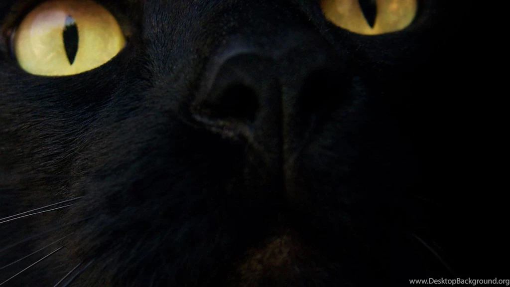 Desktop Wallpapers · Gallery · HD Notebook · Black Cat 1366x768 ...