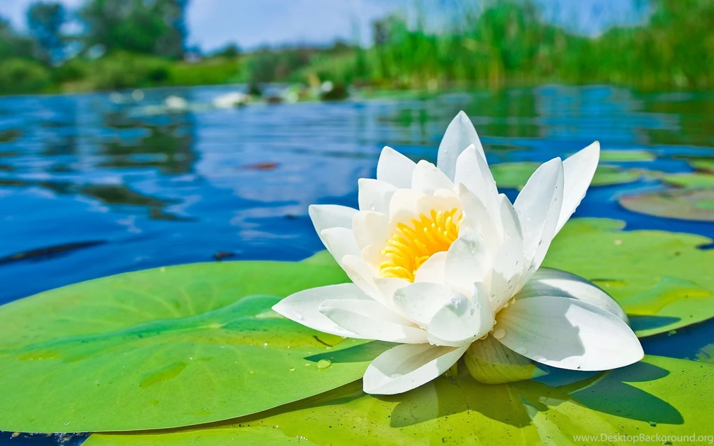 Water lily hd 2880x1800.jpg
