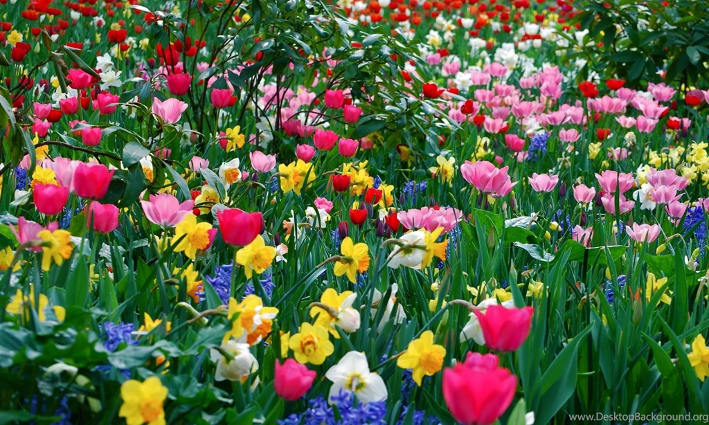 Picture Cool Backgrounds Spring Flower Wallpapers Hd Wallpapers ...
