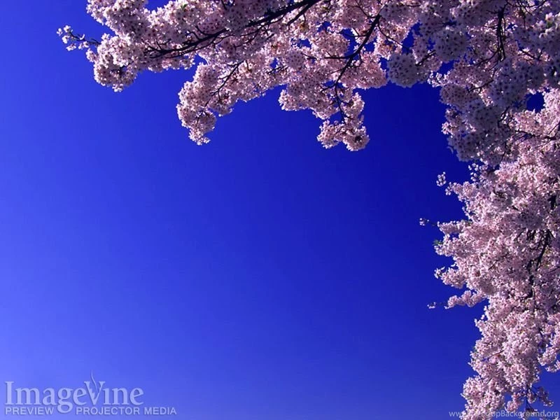 Gods Creation Spring, Backgrounds For Worship