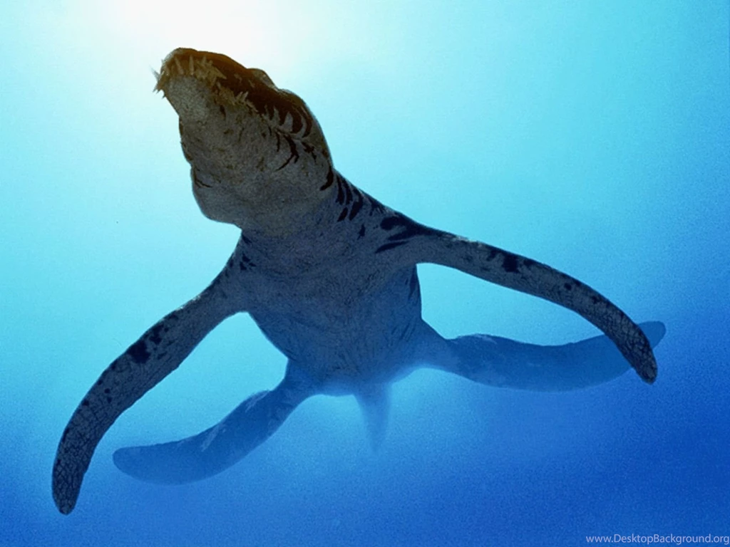 Dinosaur Wallpapers (13022) Wallpaperesque