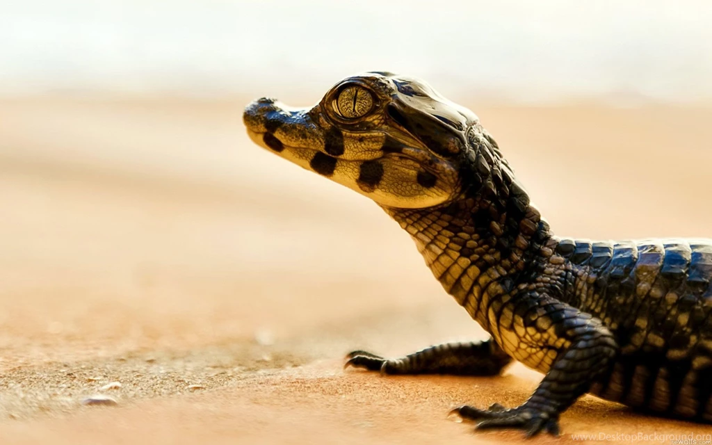 Crocodile Egg HD Wallpapers 2.jpg