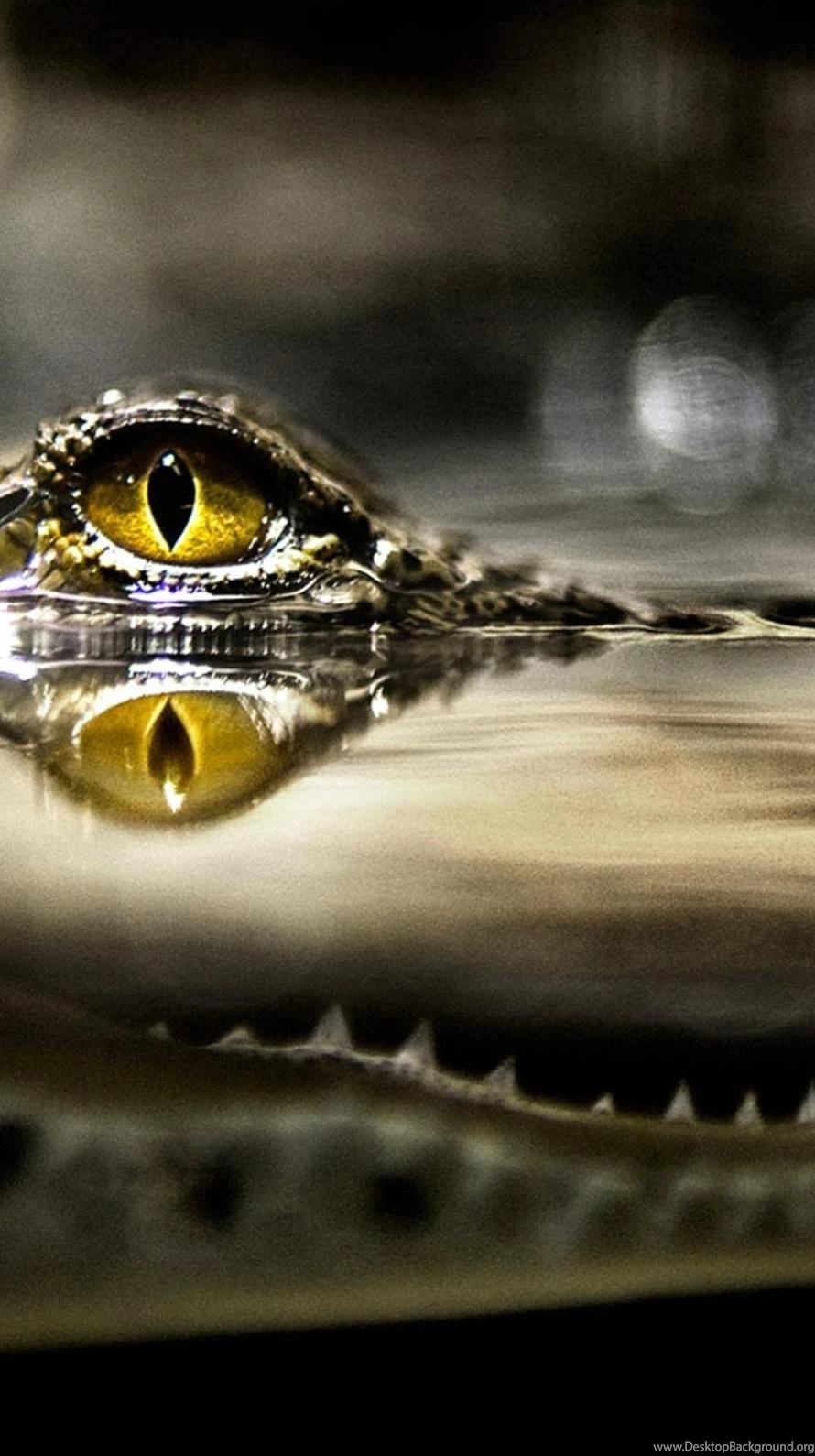 Cool Water Crocodile