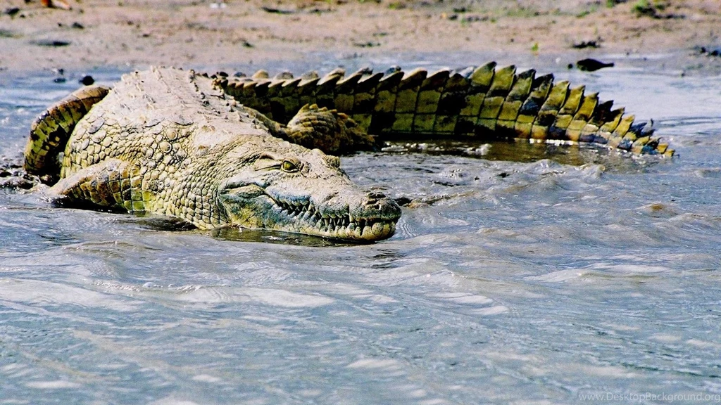 Saltwater crocodile adaptations nice hd wallpapers.jpg