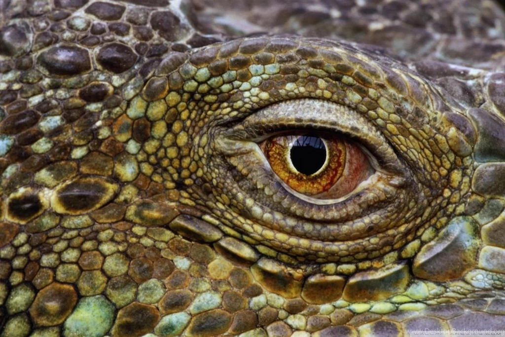 Crocodile Eye HD Desktop Wallpapers : Widescreen : High Definition ...