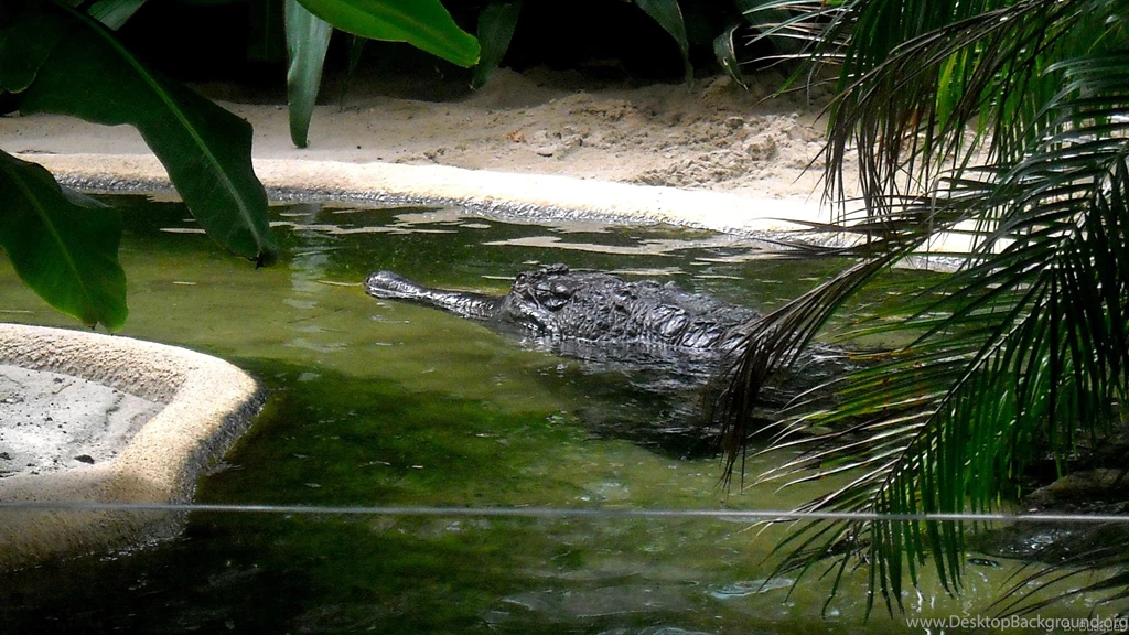 Crocodile Wallpapers Barbaras HD Wallpapers