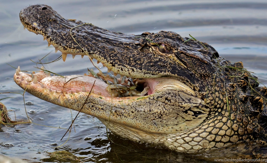 Crocodile HD Photos