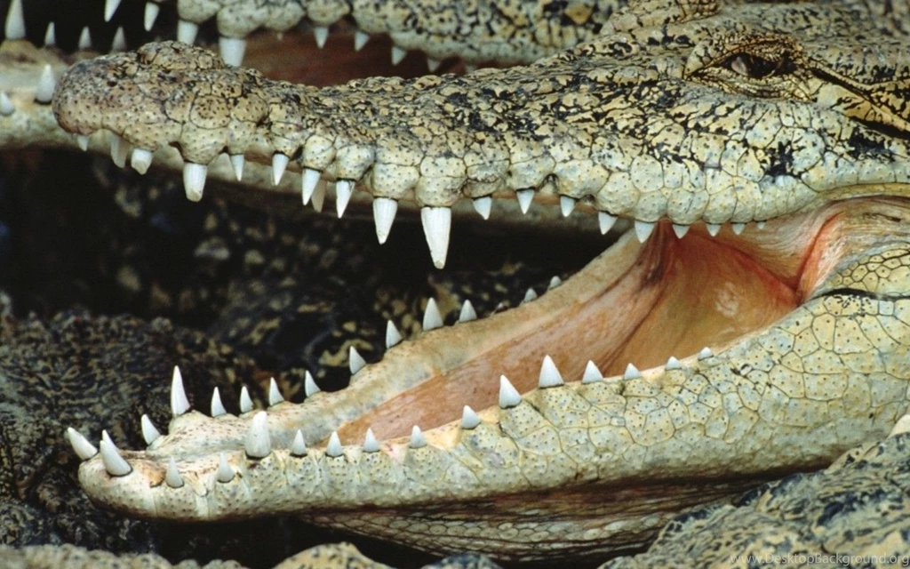 Amazing Crocodiles Pictures With Perfect HD Looks