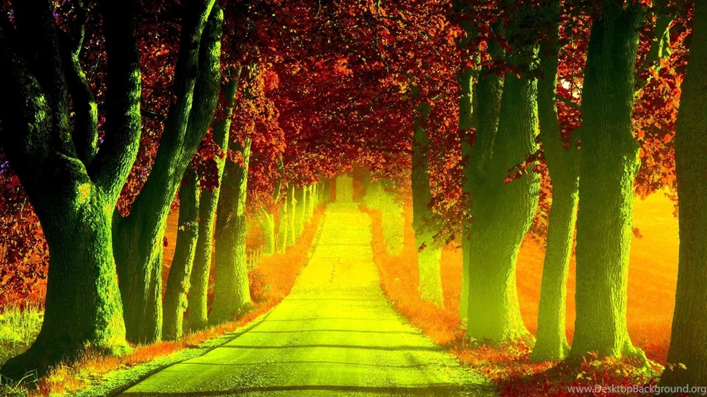 Forest Path Desktop Wallpaper, Forest Path Images, New Wallpapers
