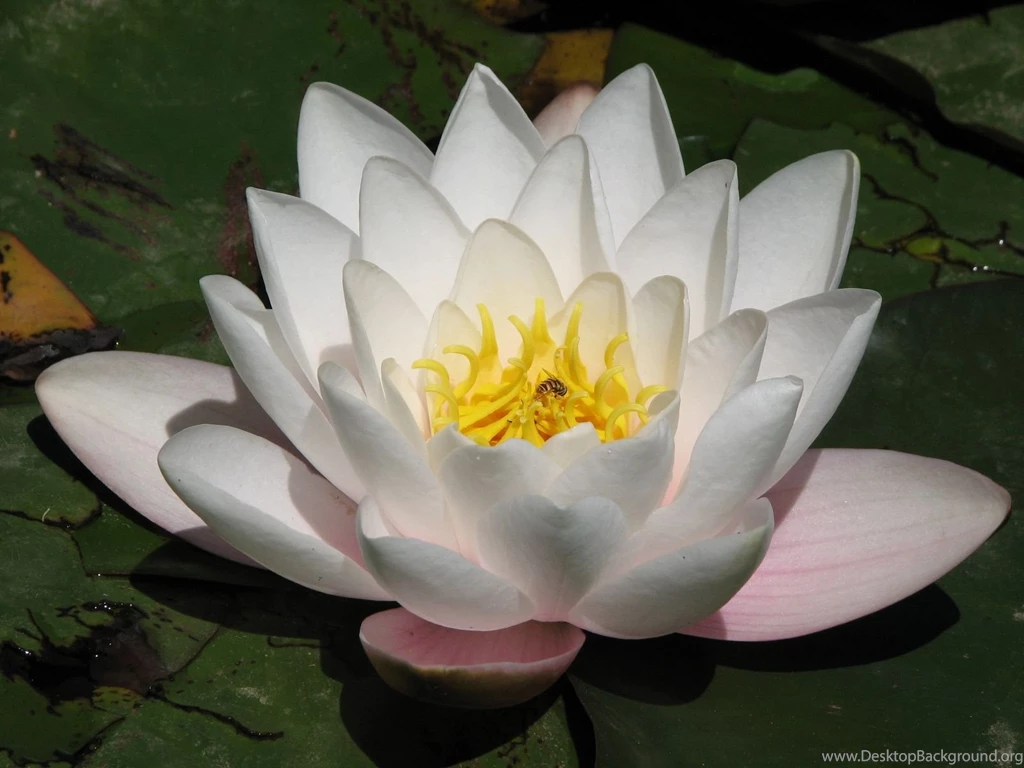 Lotus Flower Desktop Wallpapers