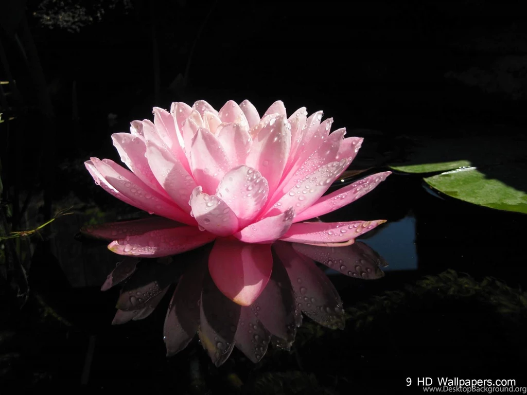 Lotus Flower Wallpapers Desktop Backgrounds