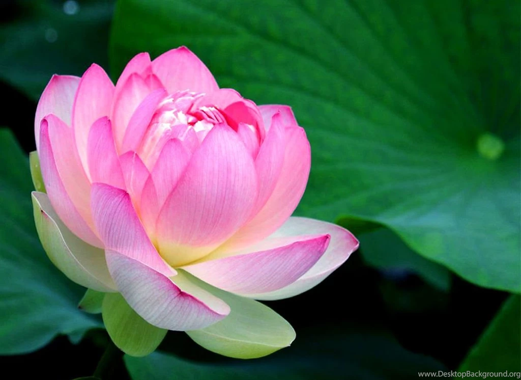Lotus Beautiful Lotus Flower Images – Finehdwallpaperr.com