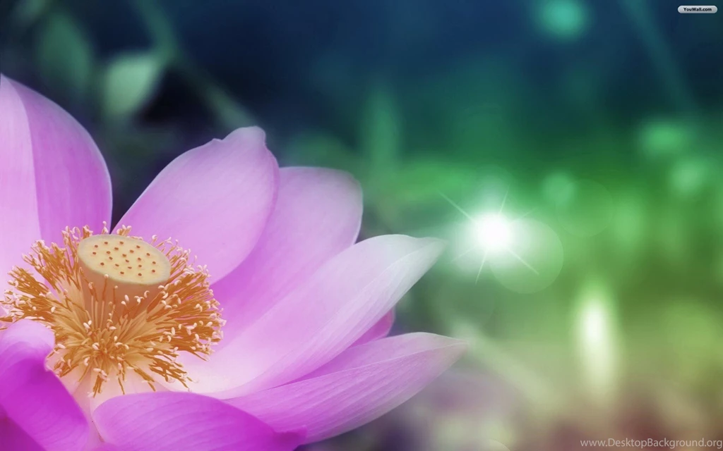 YouWall Pink Lotus Wallpapers Wallpaper,wallpapers,free ...