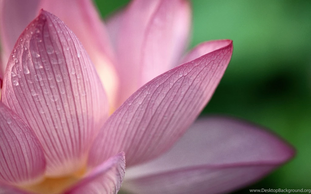 Lotus Flower Desktop Wallpapers & Beautiful HD Pictures