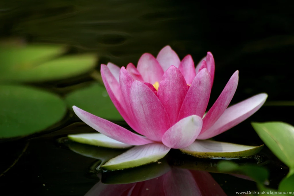 Lotus Flower Desktop Wallpapers