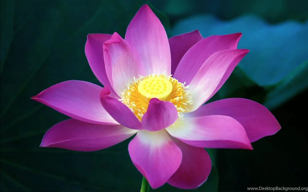 15 Lotus Flower High Definition Wallpapers Beautiful Desktop ...