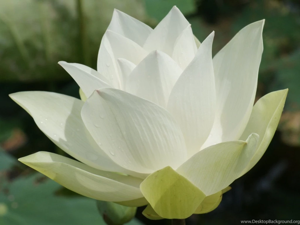 Lotus Flower Desktop Wallpapers