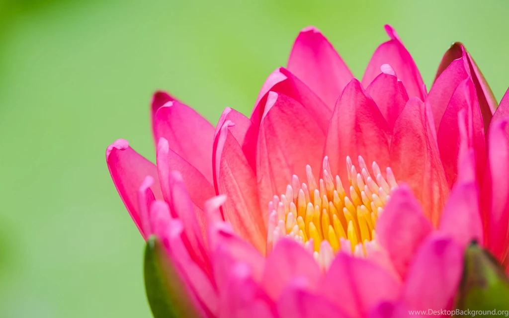 Lotus Computer Wallpapers, Desktop Backgrounds