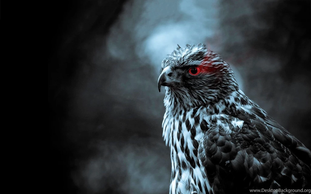 Hawk Red Eye Wallpapers