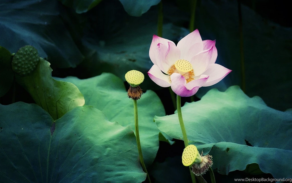 1920x1200 Beautiful Pink Lotus Desktop PC And Mac Wallpapers